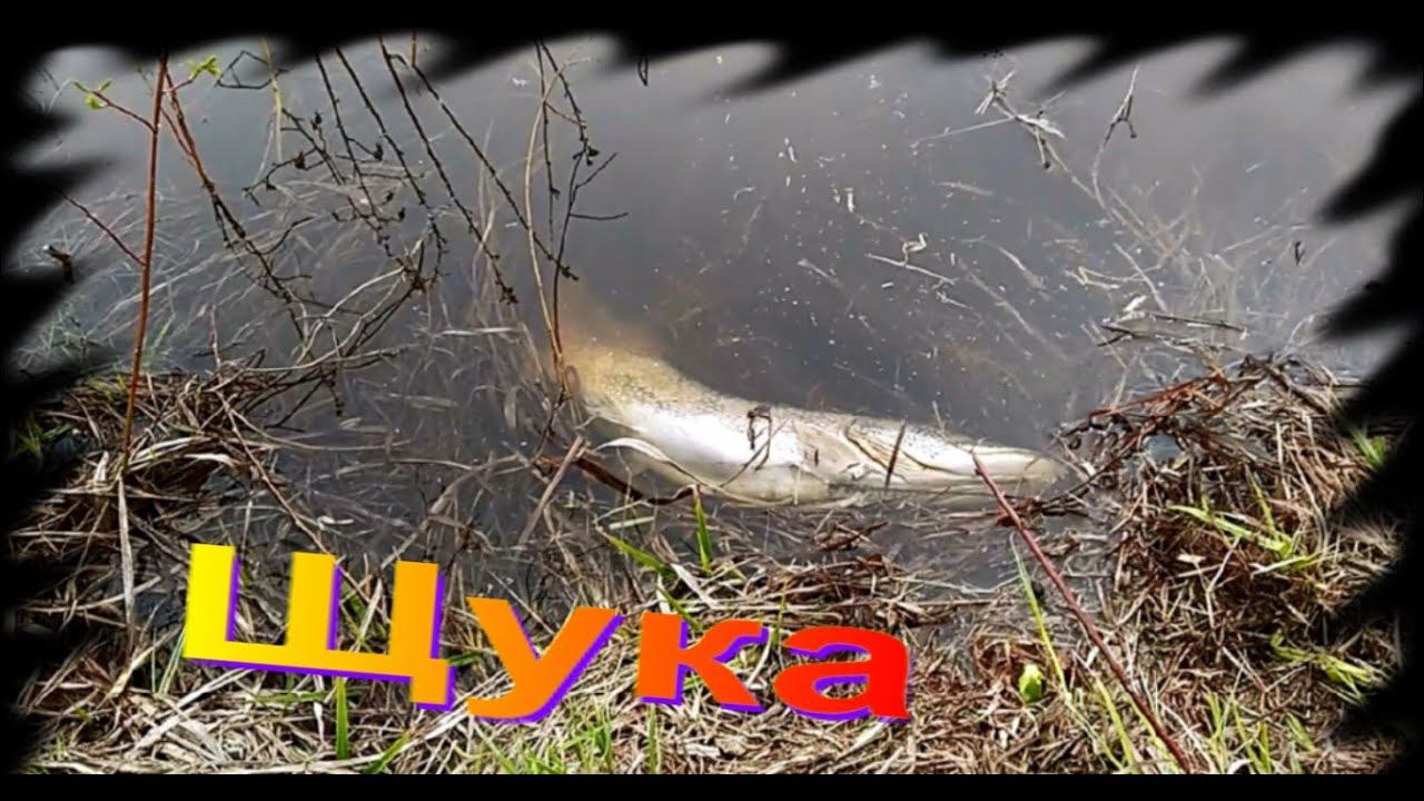 Рыбалка. Щука. Рыбку жалко! смотреть онлайн