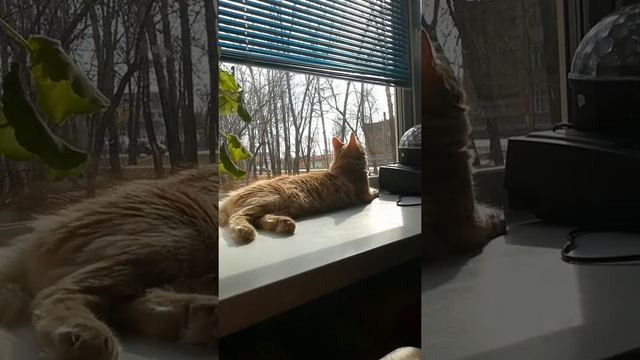 Наблюдение за котом смотреть онлайн