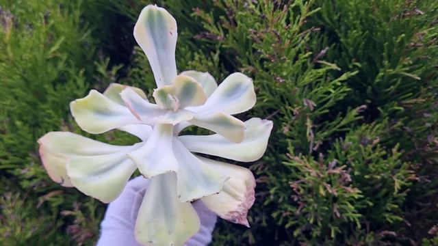 Echeveria Enfant Variegated
