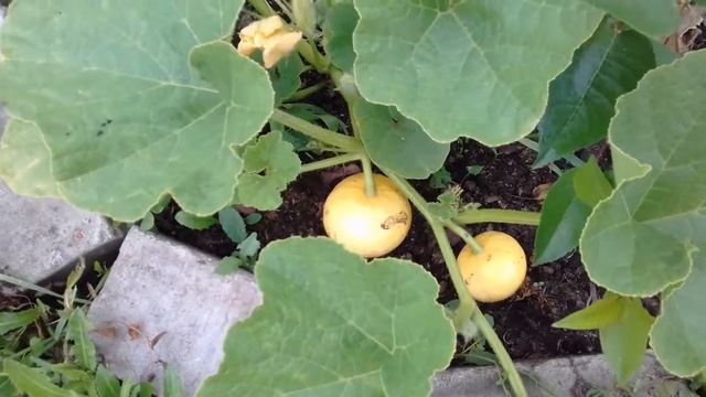 Тыковка со вкусом дыни. 14 июля 2017г. часть 1. смотреть онлайн