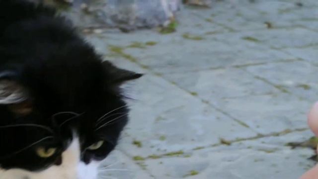 Nikon 1 V1 Focus Test смотреть онлайн