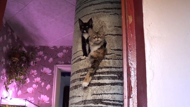 Обновляем домик. Как выросли котята. смотреть онлайн