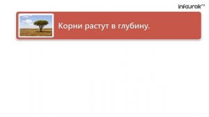 Виды корней и типы корневых систем | Биология 6 класс #21 | Инфоурок