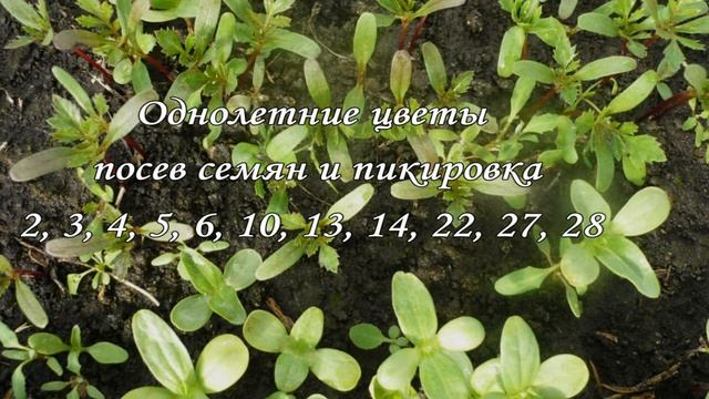 Март 2020. Посевной Календарь? Лунный Календарь Огородника Что и Когда сажать Благоприятные дни смотреть онлайн