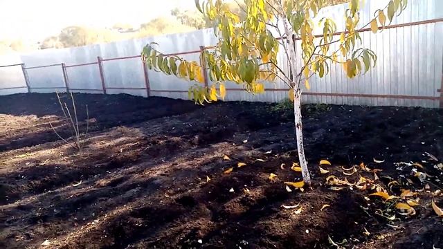 Последняя Уборка Капусты Какой Урожай Капусты сорта ХАРЬКОВСКАЯ ЗИМНЯЯ?? 19 октября 2022г. смотреть онлайн