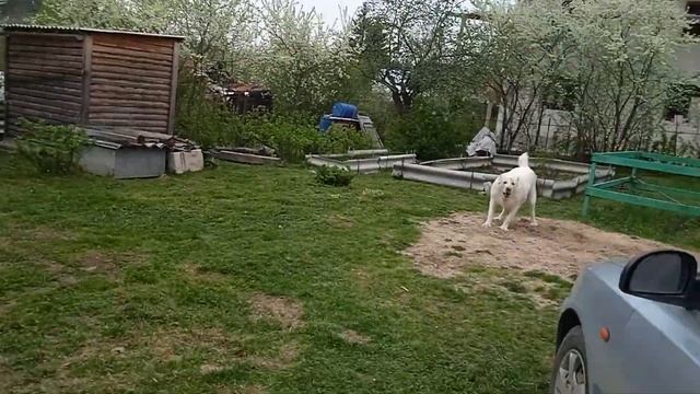 Алабай. Спасаю от гнуса царицу комариного царства Жестокое сопротивление.)) смотреть онлайн