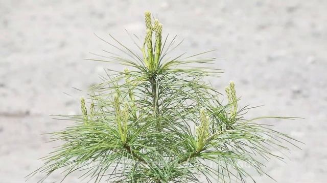 Sosna Wejmutka - Pinus strobus - Piękne Drzewo Iglaste | Iglaki do Ogrodu смотреть онлайн
