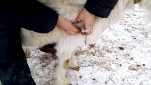 Как поставить укол козе