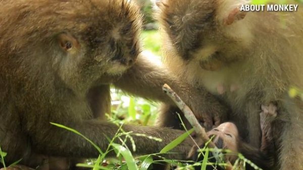 Young Mom Monkey Rose Sometime She Careless For Baby Monkey Rex, She Open All Arms On The High Tree