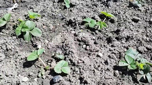 Садим лук порей. Как дела на огороде в Słopnice? 18.04.23  I  01.05.23