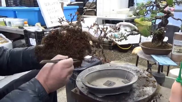 Azalea Bonsai. Repotting and done. смотреть онлайн