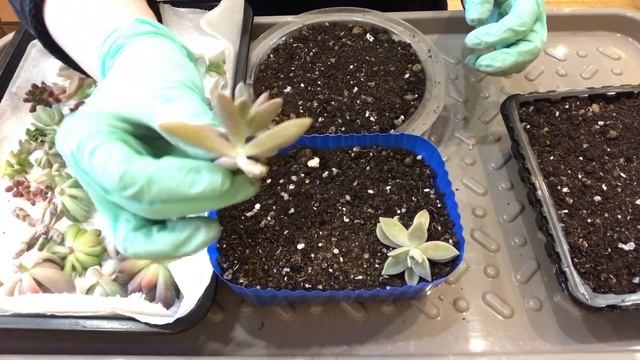 Суккуленты. Результаты укоренения черенков. Посадка в грунт. Часть 2 смотреть онлайн