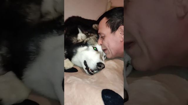 Маламут Айказ не любит поцелуи 💔🐺 #собака #маламут #malamute #pets #собаки #волк #семья #песик смотреть онлайн