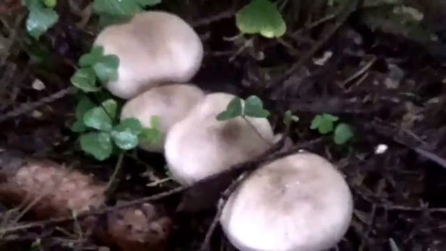 Вкусная еда на каждый день