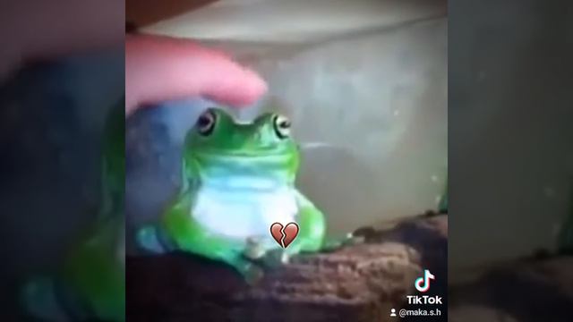лягушка (перезалив с тик тока)
