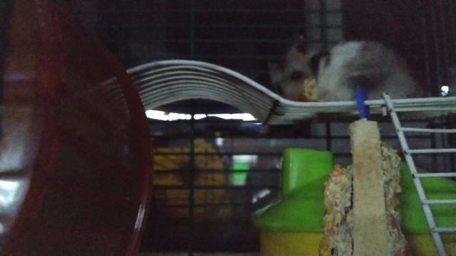 Пришел с работы.3 часа утра. Хомяк не спит)