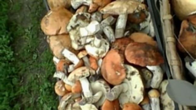 козы на деревьях. смотреть онлайн