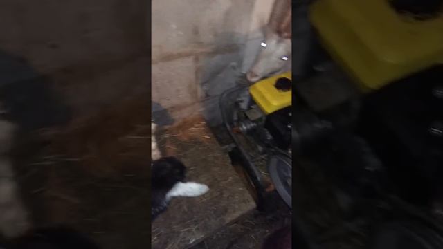 Мини поголовье  молочных коз.начало!!!