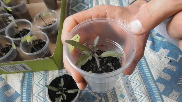 Розсада помідорів "від" і "до". Покращена технологія смотреть онлайн