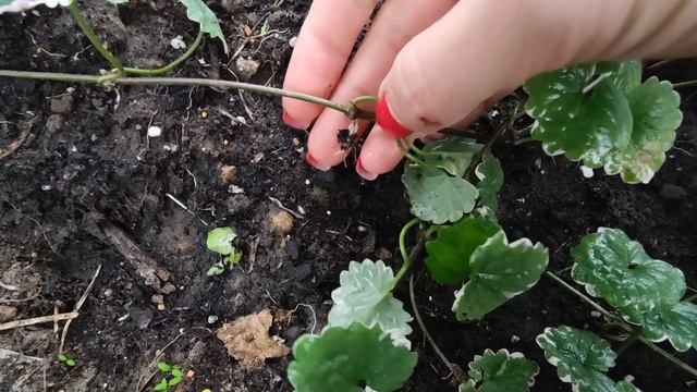 ЛОФОС.ВЕРБЕЙНИК.БУДРА-ЧЕРЕНКУЕМ ВМЕСТЕ.2022 смотреть онлайн