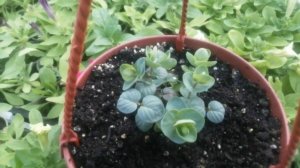 Душица "КИРИГАМИ" из семян. 1 штука из 5 пачек - это отличный результат.