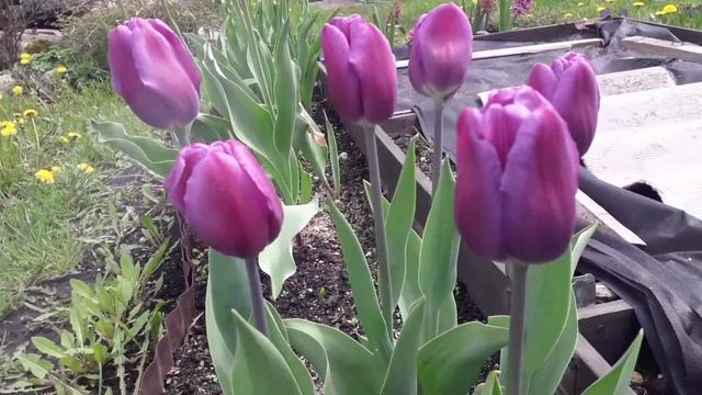22.05.21 Обзор дача,цветет белый рододендрон "Эскимо",тюльпаны,спирея серая смотреть онлайн