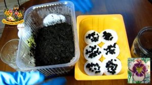 Выращивание лилейников из семян . Все очень ПРОСТО !!!!