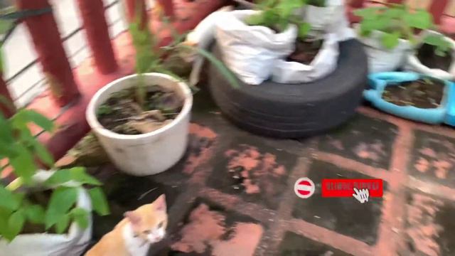 Rooftop Garden Update | Urban Gardening | Backyard Farming | Linda’s Garden and Kitchen смотреть онлайн