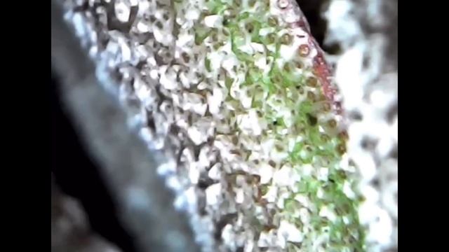 ?ЦВЕТЕНИЕ ТИЛЛАНДСИИ. Трихомы под микроскопом. Тилландсия атмосферная Ионанта. Blooming tillandsia смотреть онлайн