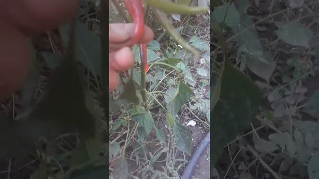 Горгона медуза в горшке, второй куст крос случайный (от чили перца с змейкой сладкой). Оба острые! смотреть онлайн