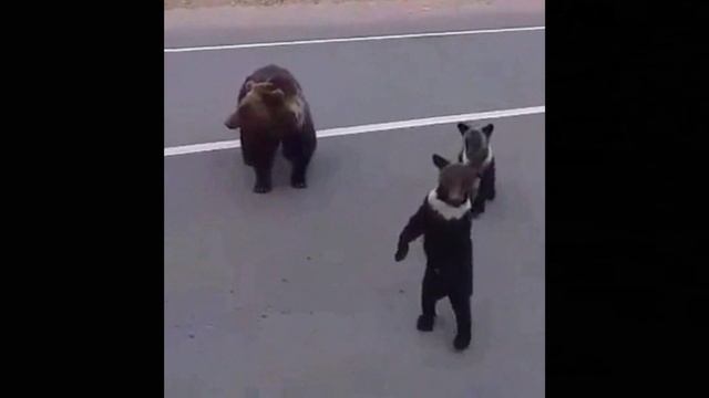 Танцы медвежат. смотреть онлайн
