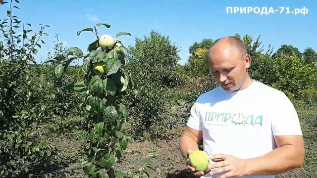 Яблоня Мартовское смотреть онлайн