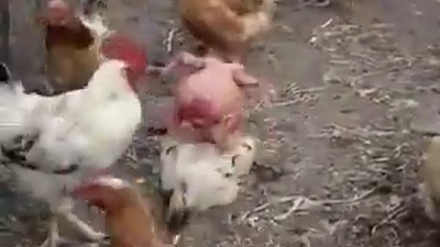 Лысый петух смотреть онлайн