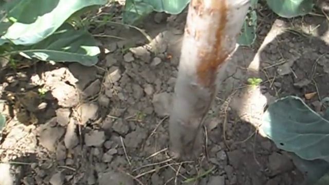 Как избавиться от муравьев в саду и тли на деревьях смотреть онлайн