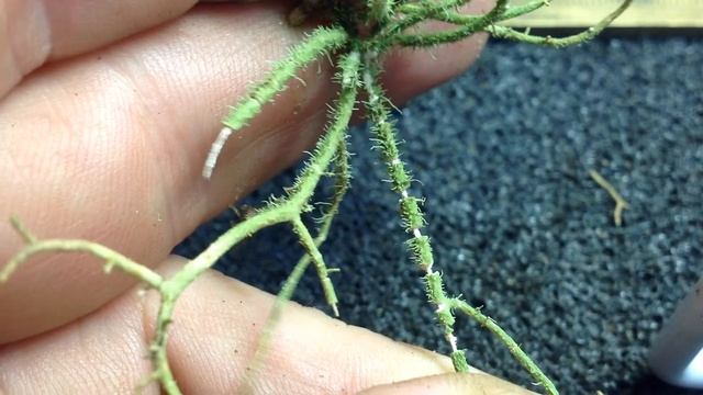 Usnea Stretch смотреть онлайн