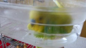 Купание попугая//Купалка для попугая//Уход за попугаем//Водные процедуры