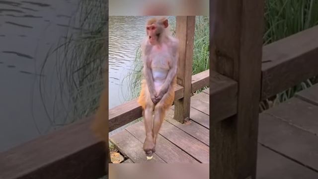 НОВАЯ ОЗВУЧКА ОТ ДЖАВИДА || В МИРЕ ЖИВОТНЫХ 3 смотреть онлайн