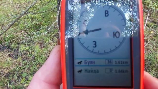 За грибами в осенний день! Лесная находка! Собаки нашли зверя! смотреть онлайн