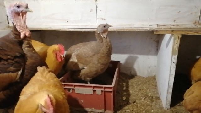 Зачем курам зола? смотреть онлайн