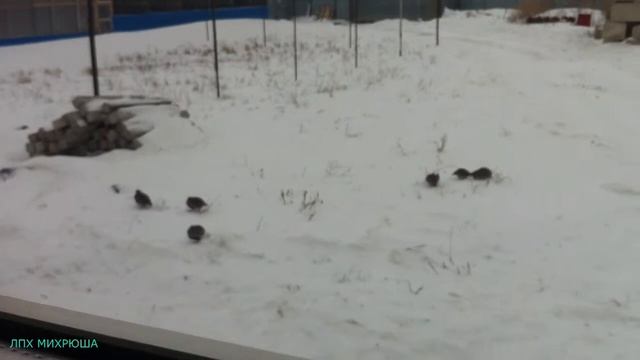 Куропатки прилетели (в стихах) смотреть онлайн