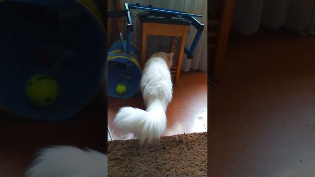 White cat shows his fluffy tail / белый кот показывает свой пушистый хвост 🐈🐈🐈 смотреть онлайн