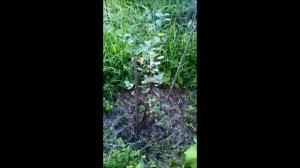 Почему не растет ягода ИРГА и ВИНОГРАД на даче?