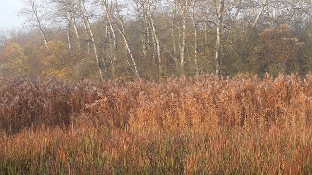 Голоса птиц как поёт Камышовка болотная смотреть онлайн
