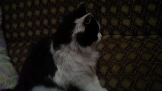 ~Суть тренда показать того с кем ты сегодня собираешся спать 🐱 (видео с ос ) ~ смотреть онлайн