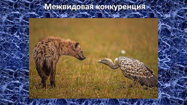 Биотические факторы | Общая экология смотреть онлайн