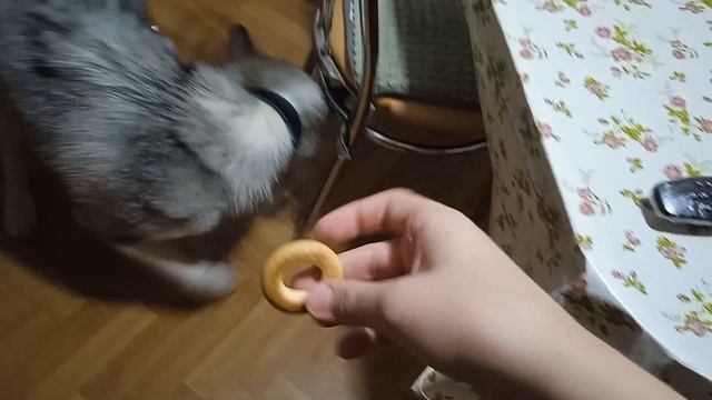 собака подскользнулась