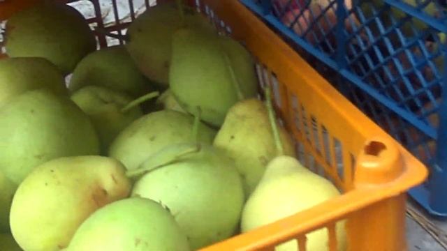 груши сибири краткое видео