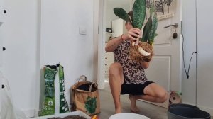 Пересадка огромной сансевиерии Masoniana Whale fin (Масониана Вэил фин).