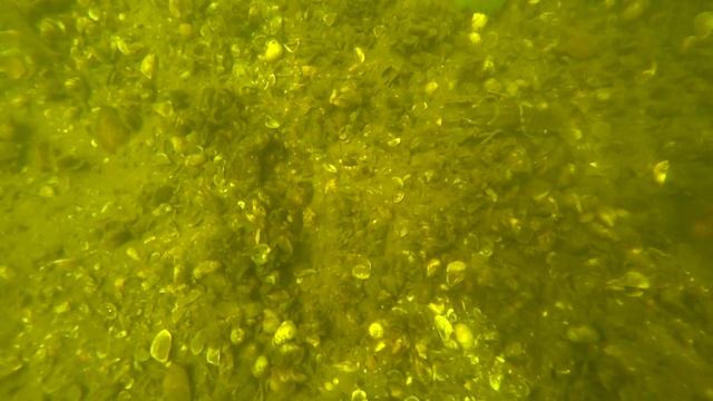 Подводная охота на раков. Ловля раков. Как ловить раков под водой смотреть онлайн