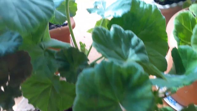 февральский обзор цветочков🌹 смотреть онлайн